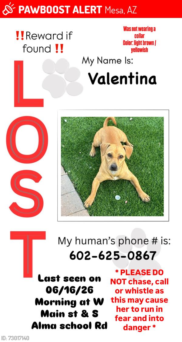 Lost Female Dog last seen Beverly st, Mesa, AZ 85210