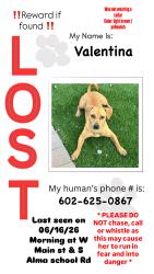 Lost Female Dog last seen Beverly st, Mesa, AZ 85210