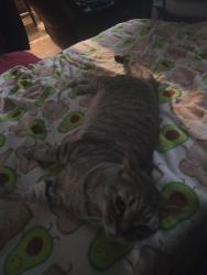 Reunited Female Cat last seen Near west beverly blvd, Montebello, CA 90640