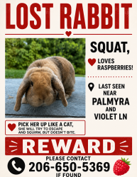 Lost Female Rabbit last seen Palmyra Ave and Violet Ln , Orange, CA 92869