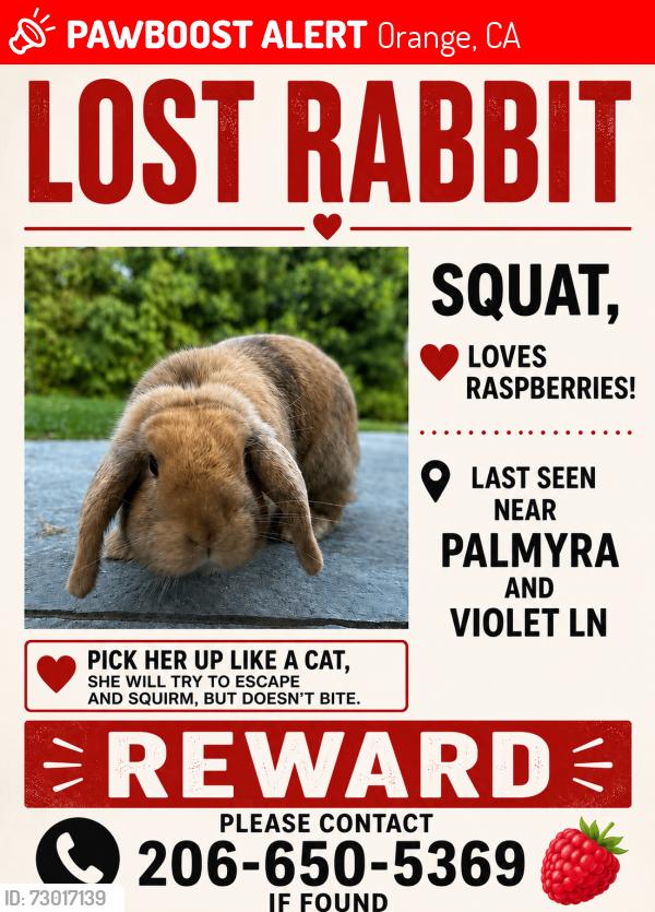 Lost Female Rabbit last seen Palmyra Ave and Violet Ln , Orange, CA 92869