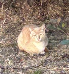 Found/Stray Unknown Cat last seen Palomar and Anita, Chula Vista, CA 91911