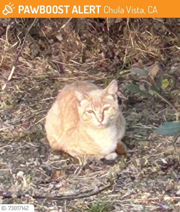 Found/Stray Unknown Cat last seen Palomar and Anita, Chula Vista, CA 91911