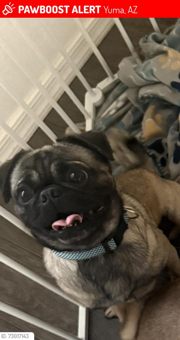 Lost Male Dog last seen 10th ave Yuma az 85363, Yuma, AZ 85364