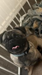 Lost Male Dog last seen 10th ave Yuma az 85363, Yuma, AZ 85364