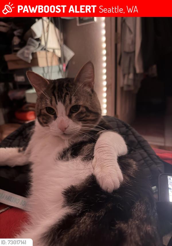 Lost Male Cat last seen Dumar way sw, Seattle, WA 98106