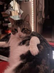 Lost Male Cat last seen Dumar way sw, Seattle, WA 98106