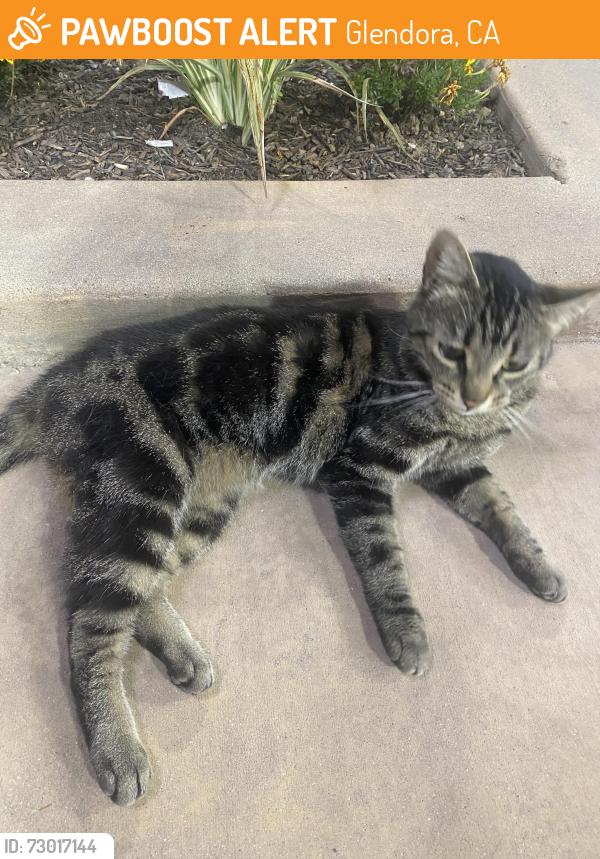 Found/Stray Unknown Cat last seen At Foothill Credit Union, Glendora, CA 91740