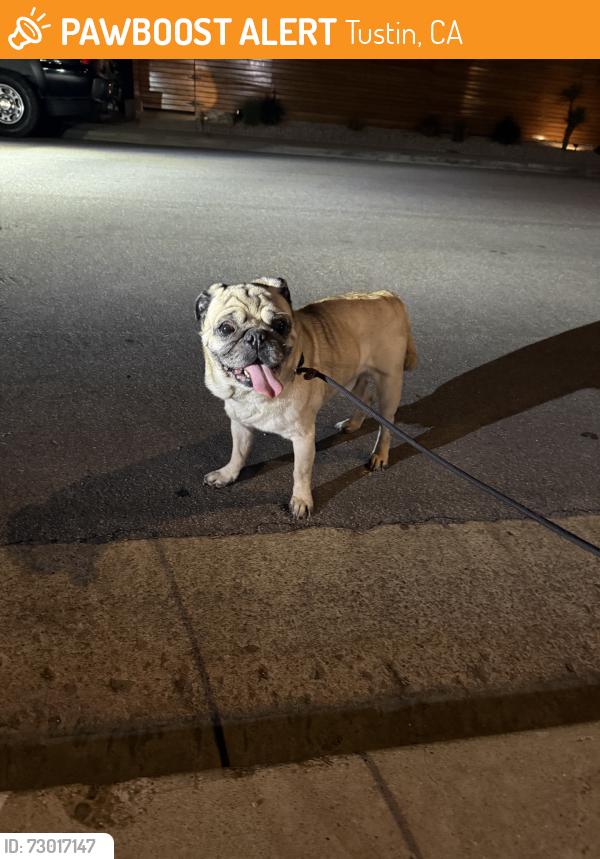 Found/Stray Male Dog last seen Red Hill & Walnut in Tustin, Tustin, CA 92780