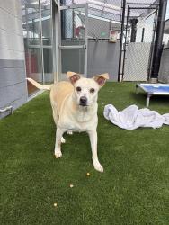 Shelter Stray Female Dog last seen Near Napa Street, San Diego, CA, 92110, 5500 Gaines St, San Diego, CA 92110, USA