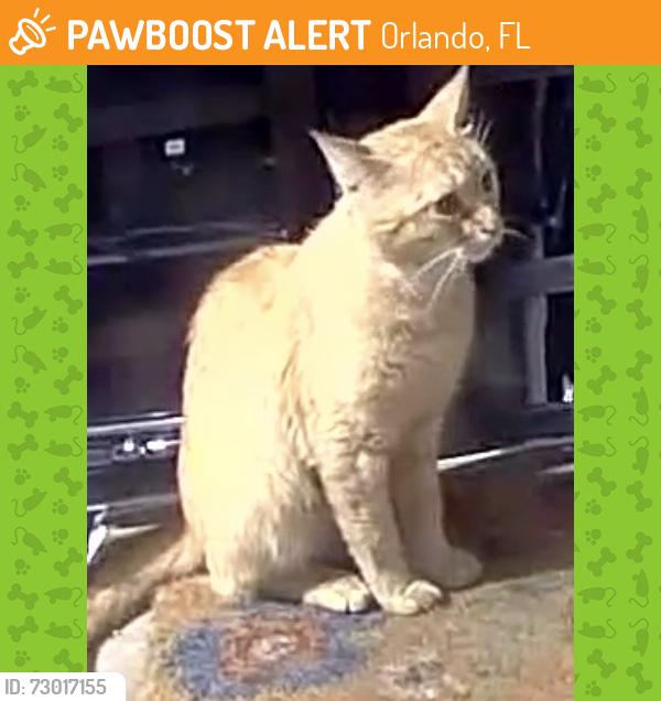 Found/Stray Unknown Cat last seen Aventura apmt near Rosemont, Orlando, FL 32808
