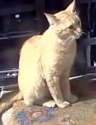 Found/Stray Unknown Cat last seen Aventura apmt near Rosemont, Orlando, FL 32808
