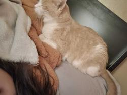 Lost Male Cat last seen Near Selden St Council Bluffs, Council Bluffs, IA 51503