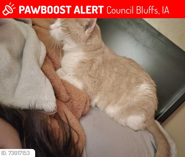 Lost Male Cat last seen Near Selden St Council Bluffs, Council Bluffs, IA 51503