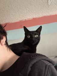 Reunited Female Cat last seen Desert Pine Avenue SW, Albuquerque, NM 87121