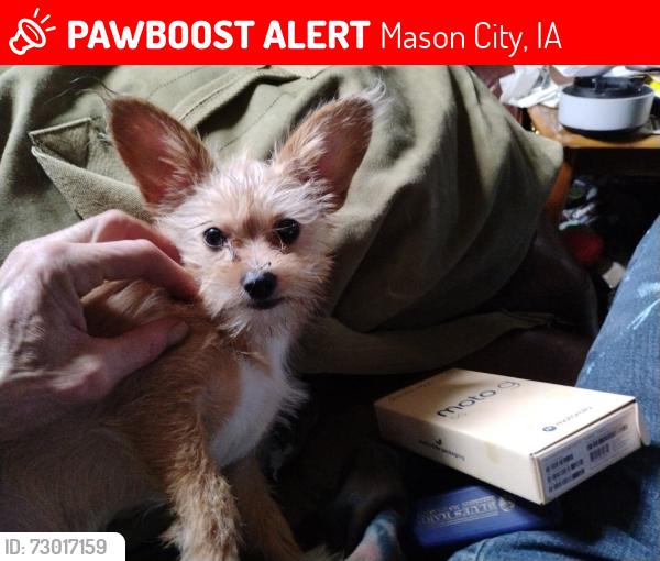 Lost Female Dog last seen Bercils ice cream, Mason City, IA 50401