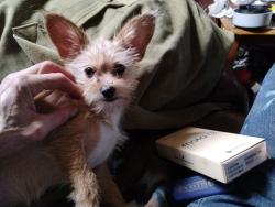 Lost Female Dog last seen Bercils ice cream, Mason City, IA 50401