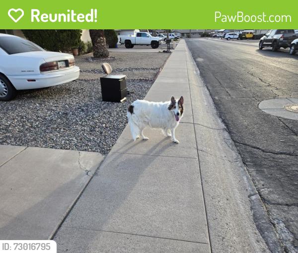 Reunited Unknown Dog last seen 51st Avenue and Cactus Road Glendale Arizona, Glendale, AZ 85304