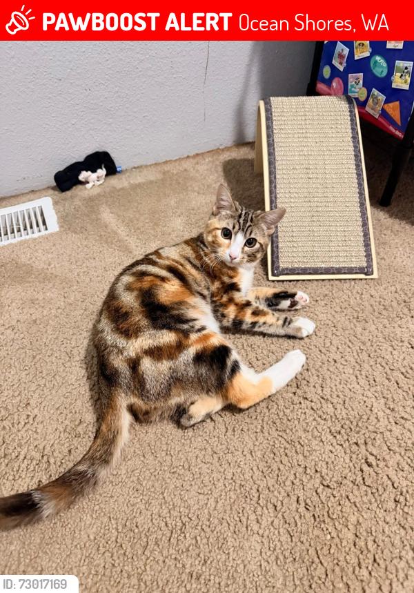 Lost Female Cat last seen Pacific Beach, Ocean Shores, WA 98569