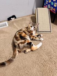Lost Female Cat last seen Pacific Beach, Ocean Shores, WA 98569