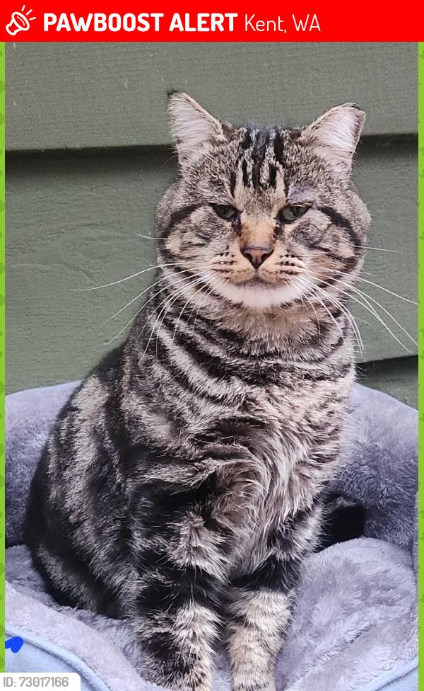 Lost Male Cat last seen Covington sawyer rd, Kent, WA 98042