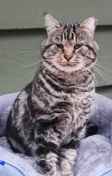 Lost Male Cat last seen Covington sawyer rd, Kent, WA 98042