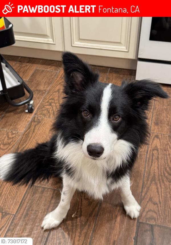 Lost Male Dog last seen Santa Lucia St, Fontana, CA 92336
