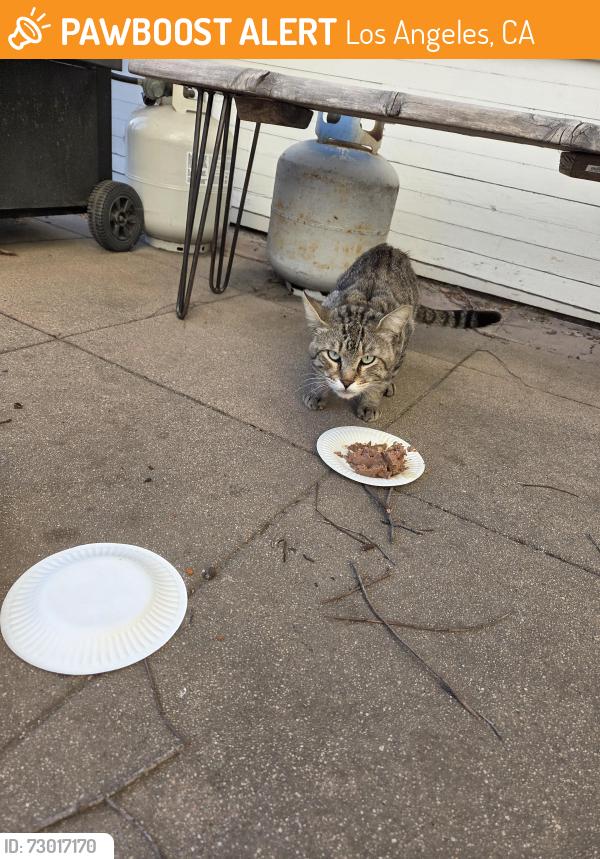 Found/Stray Male Cat last seen 9th Avenue & 25th Street, Los Angeles, CA 90018