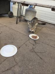 Found/Stray Male Cat last seen 9th Avenue & 25th Street, Los Angeles, CA 90018