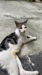 Lost Female Cat last seen Kadimi market, New Delhi, DL 
