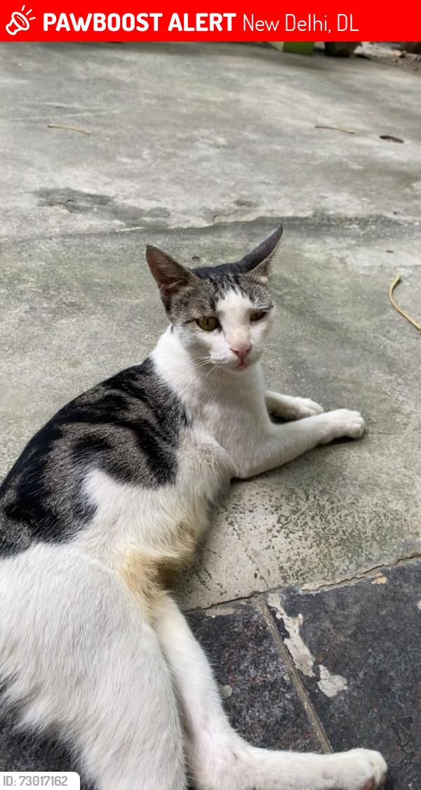Lost Female Cat last seen Kadimi market, New Delhi, DL 