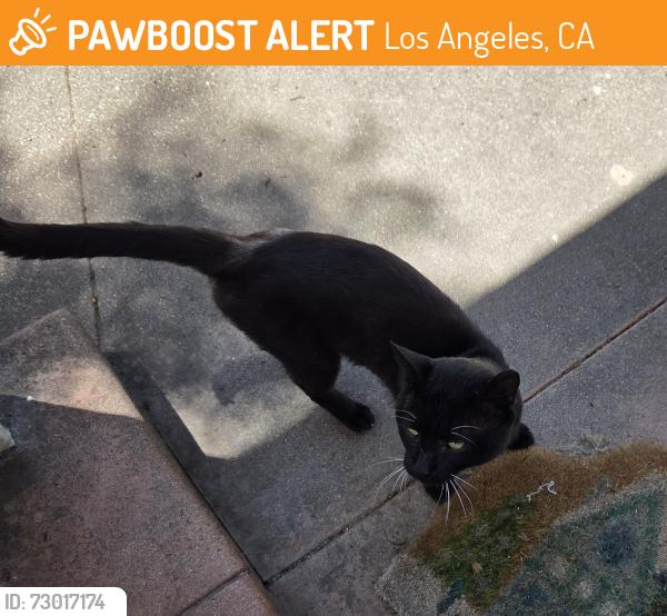 Found/Stray Male Cat last seen 9th Avenue & 25th Street, Los Angeles, CA 90018
