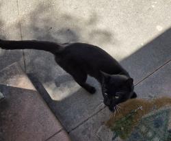 Found/Stray Male Cat last seen 9th Avenue & 25th Street, Los Angeles, CA 90018