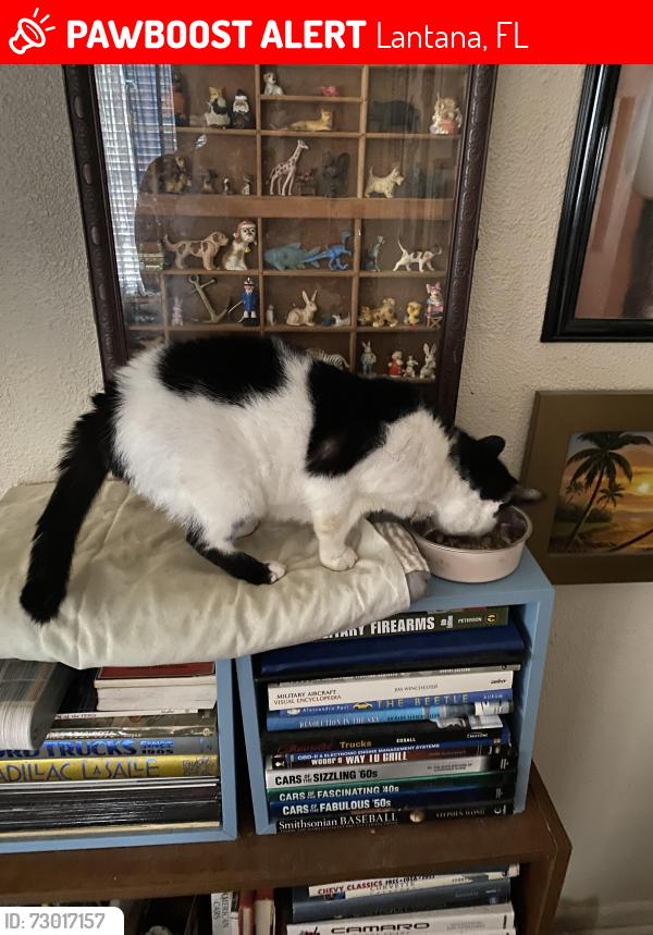 Lost Female Cat last seen North 7th St. Lantana FL 33462, Lantana, FL 33462