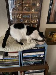Lost Female Cat last seen North 7th St. Lantana FL 33462, Lantana, FL 33462