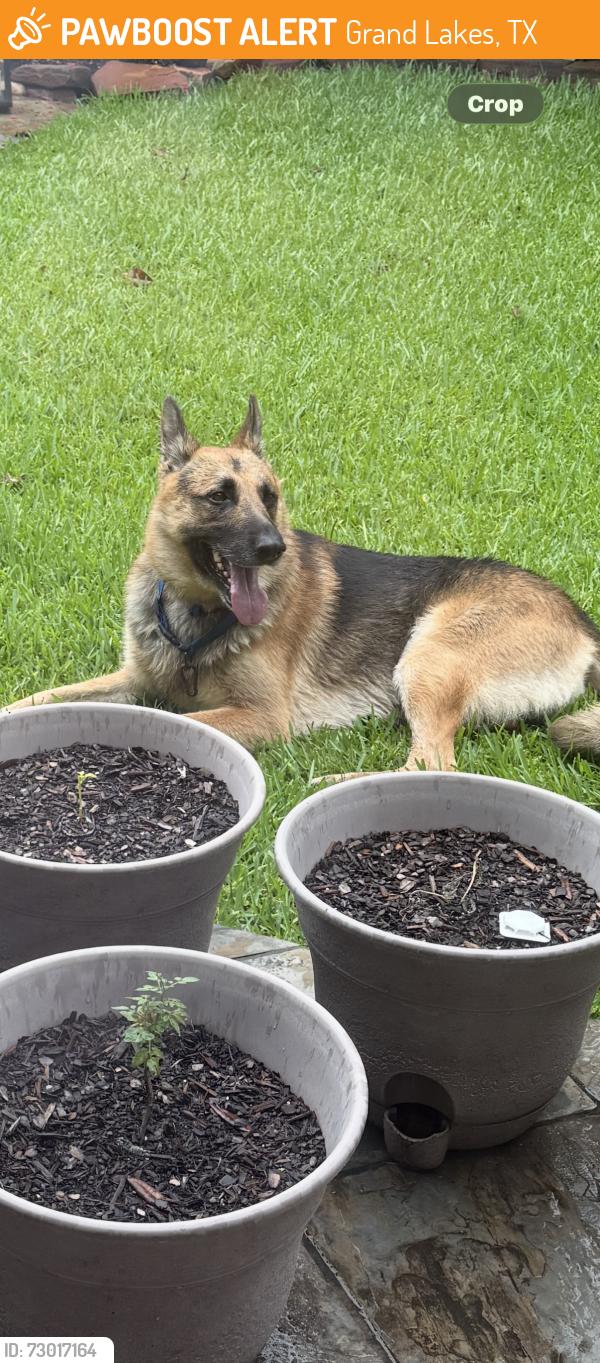 Found/Stray Male Dog last seen Grandbrooks and Grandwood Lane by lakes, Grand Lakes, TX 77450
