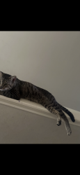 Lost Male Cat last seen Cross Colony/Bay Colony Elementary/ Meadow Bay/Rolling Springs, Dickinson, TX 77539