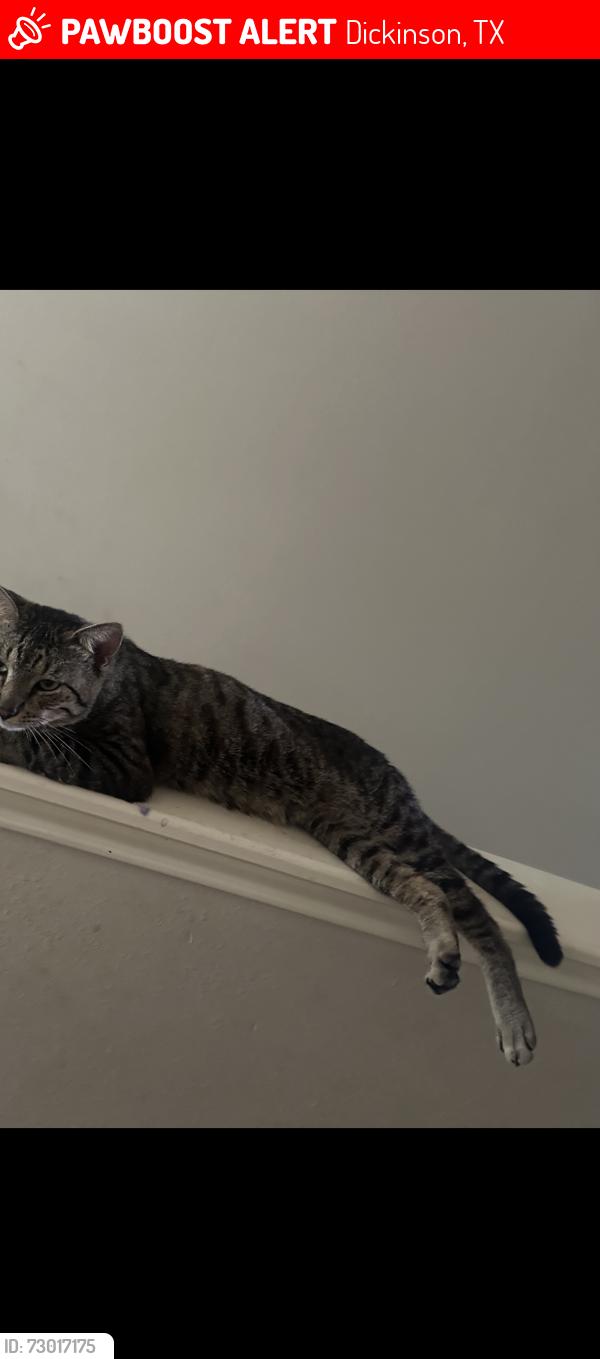 Lost Male Cat last seen Cross Colony/Bay Colony Elementary/ Meadow Bay/Rolling Springs, Dickinson, TX 77539