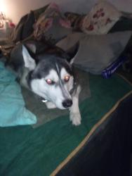 Lost Male Dog last seen University district, Seattle, WA 98105