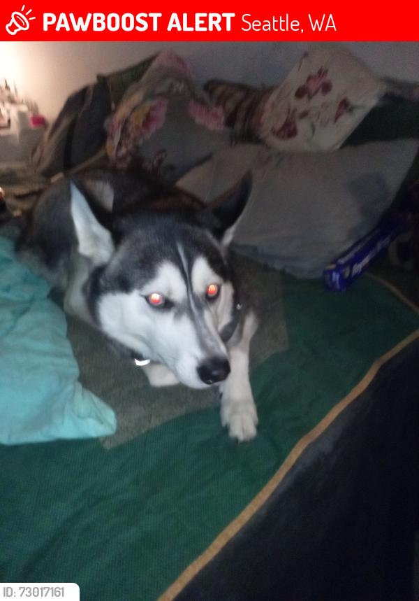 Lost Male Dog last seen University district, Seattle, WA 98105