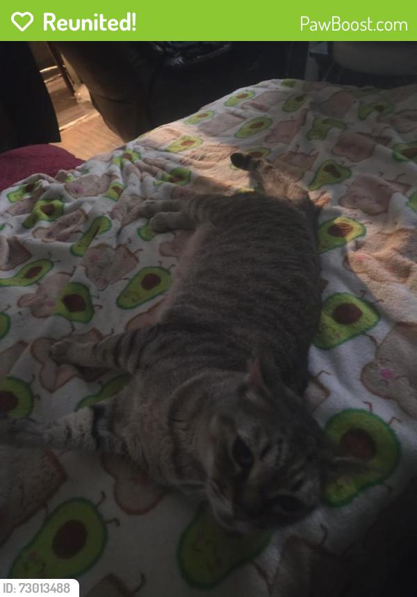 Reunited Female Cat last seen Near west beverly blvd, Montebello, CA 90640