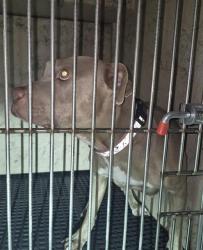 Shelter Stray Female Dog last seen Near BLOCK PIONEER AVE, LAS VEGAS NV 89146, 655 N Mojave Rd, Las Vegas, NV 89101, USA