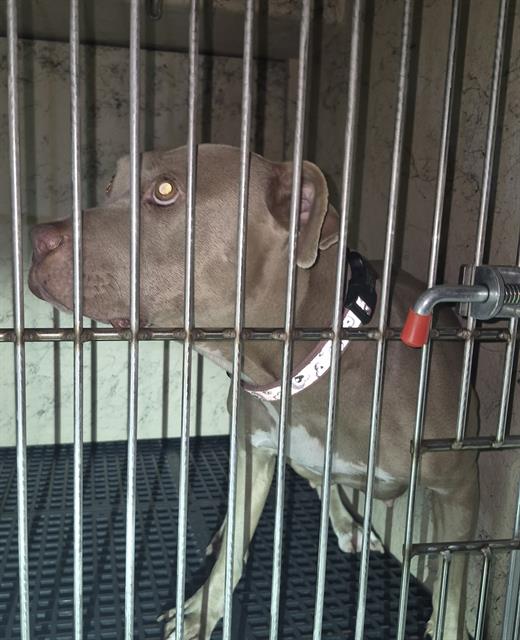 Shelter Stray Female Dog last seen Near BLOCK PIONEER AVE, LAS VEGAS NV 89146, 655 N Mojave Rd, Las Vegas, NV 89101, USA