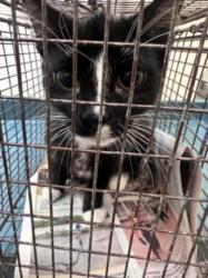 Shelter Stray Female Cat last seen , 3201 Lacy St, Los Angeles, CA 90031, USA