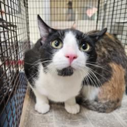 Shelter Stray Male Cat last seen , 3201 Lacy St, Los Angeles, CA 90031, USA
