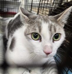 Shelter Stray Female Cat last seen , 3201 Lacy St, Los Angeles, CA 90031, USA