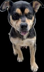 Shelter Stray Male Dog last seen , 3201 Lacy St, Los Angeles, CA 90031, USA
