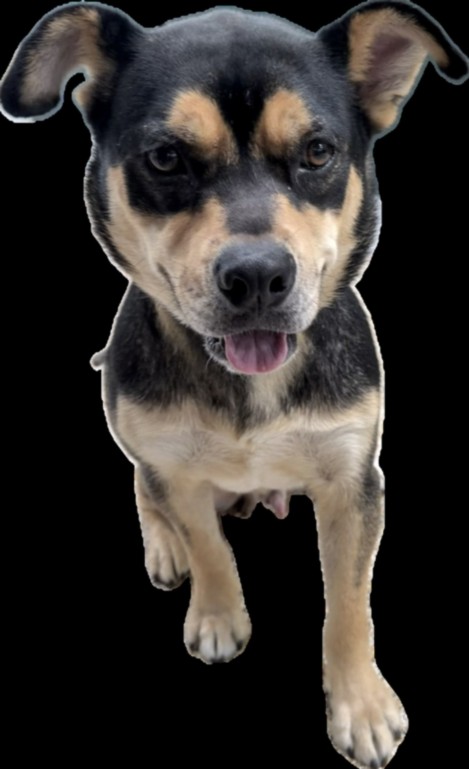 Shelter Stray Male Dog last seen , 3201 Lacy St, Los Angeles, CA 90031, USA