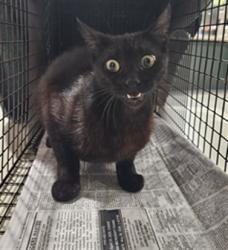 Shelter Stray Unknown Cat last seen , 3201 Lacy St, Los Angeles, CA 90031, USA