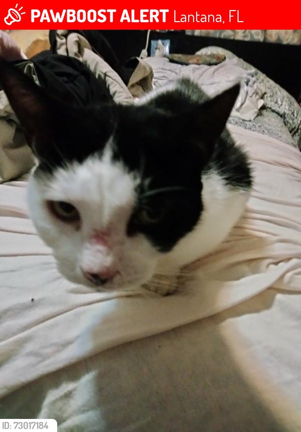 Lost Female Cat last seen Lantana Rd East and N 7th St 33462, Lantana, FL 33462